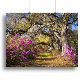Live oak trees in morning sunlight Canvas Print or Poster (Type: Standard Framed Canvas Print, size: 12" x 8" / 30cm x 20cm (approx))
